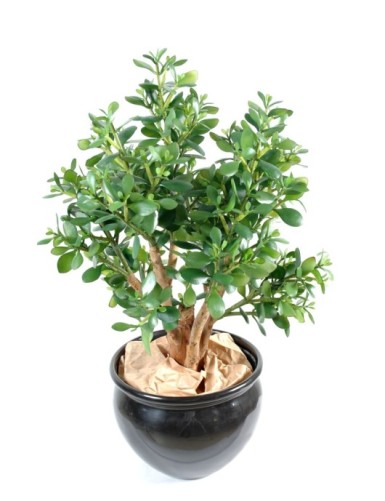 DICKBLATTPFLANZE GROSS