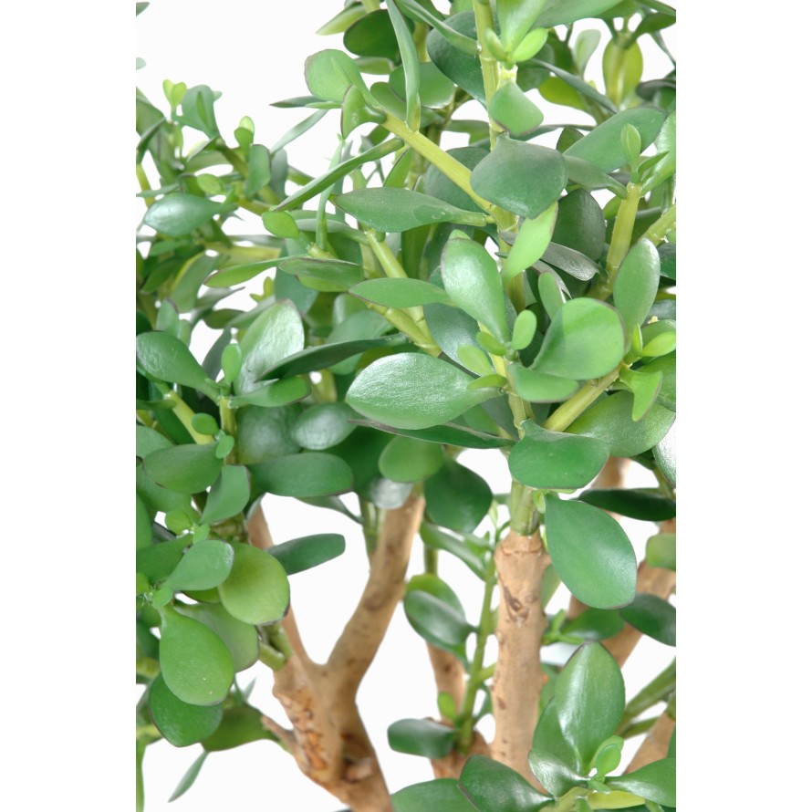 DICKBLATTPFLANZE GROSS