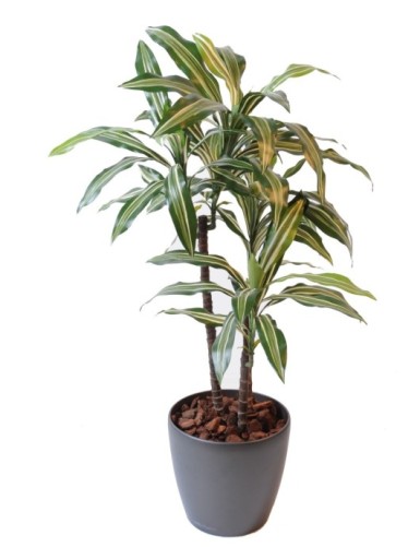 DRACHENBAUM FRAGRANS *3