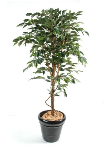 FICUS TRONCO ÚNICO GF