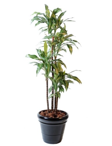 DRACHENBAUM FRAGRANS *4