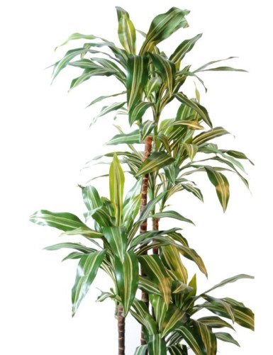 DRACHENBAUM FRAGRANS *4