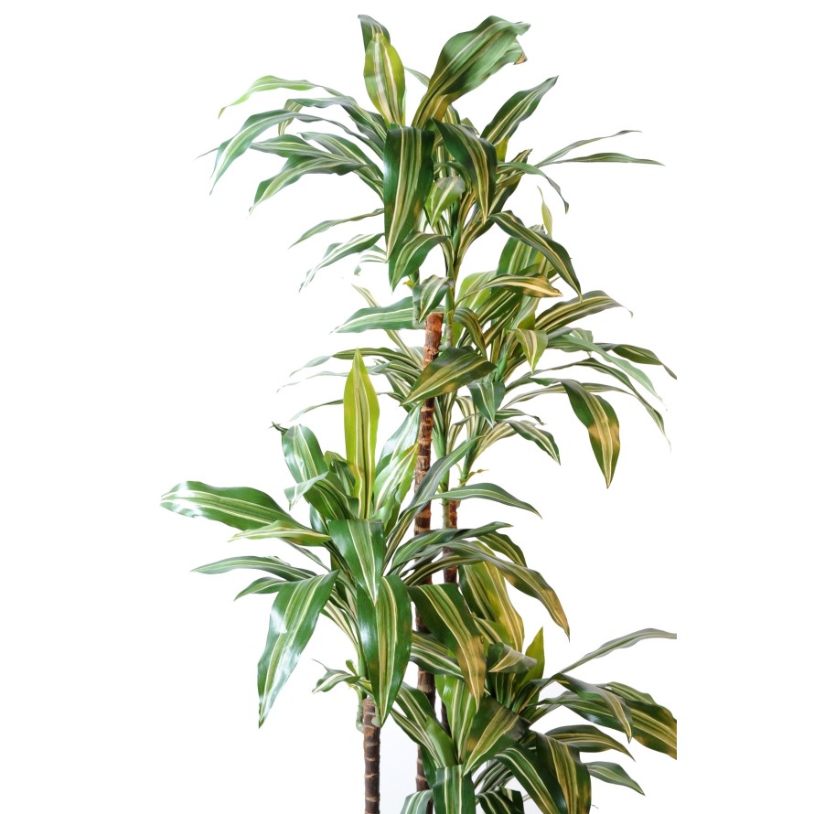 DRACHENBAUM FRAGRANS *4