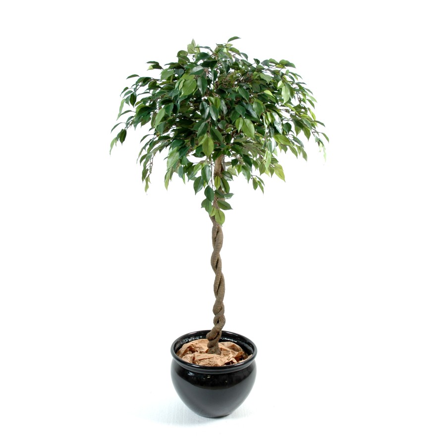 FICUS ESFERA NATASJA
