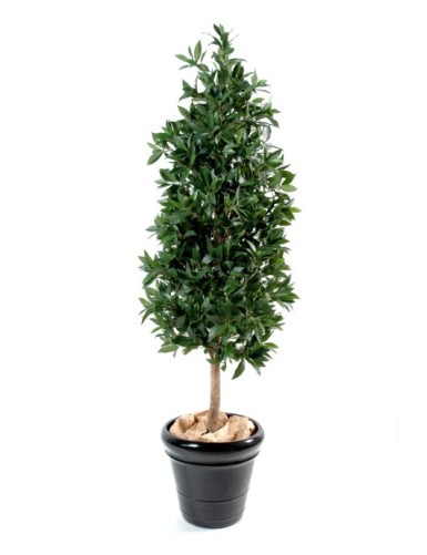 LORBEERBAUM PYRAMIDE LUXE