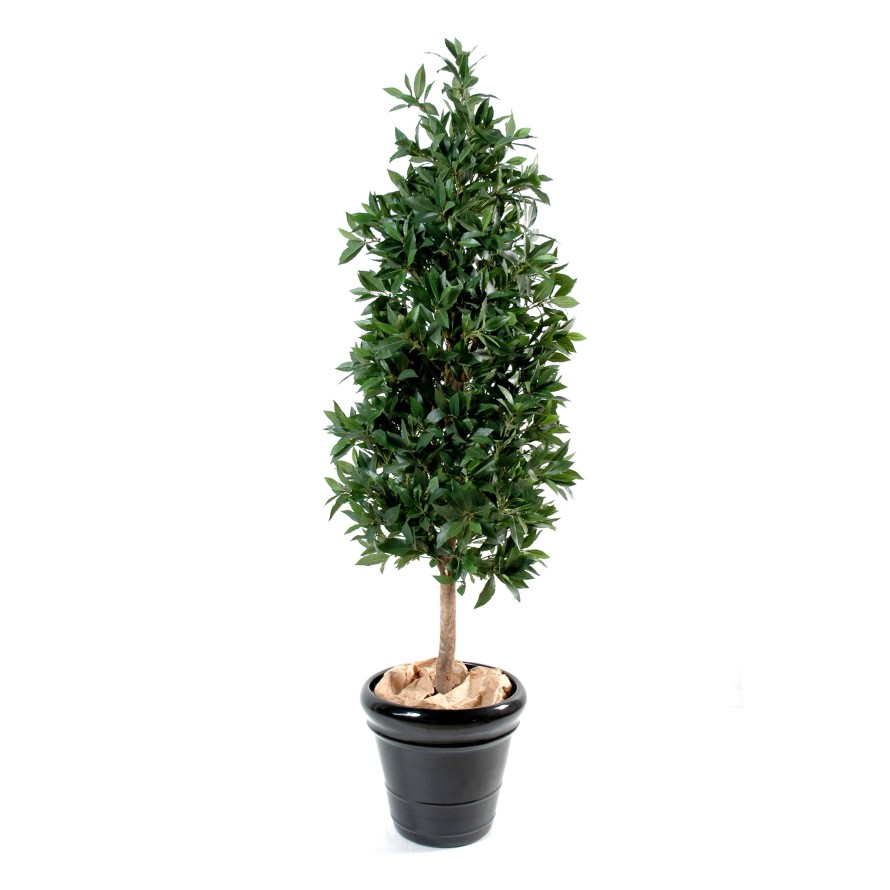 LORBEERBAUM PYRAMIDE LUXE