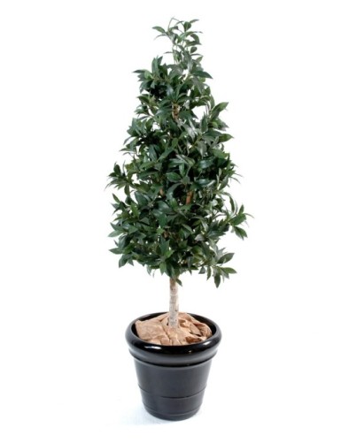 LORBEERBAUM PYRAMIDE