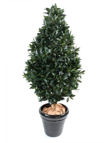 LAUREL TOPIARIO LARGE