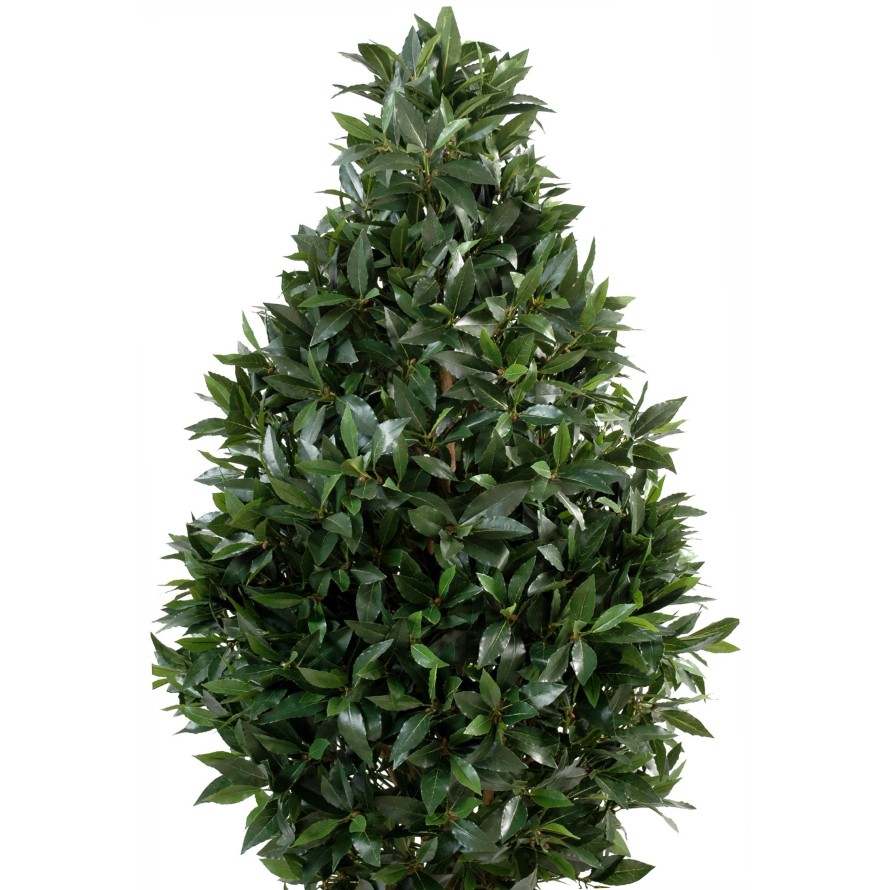 LAUREL TOPIARIO LARGE