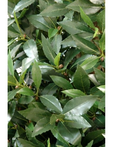 LAUREL TOPIARIO LARGE