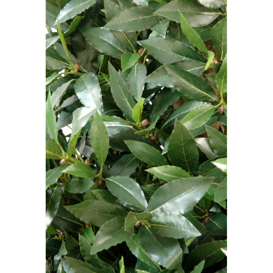 LORBEERBAUM FORMSCHNITT GROSS