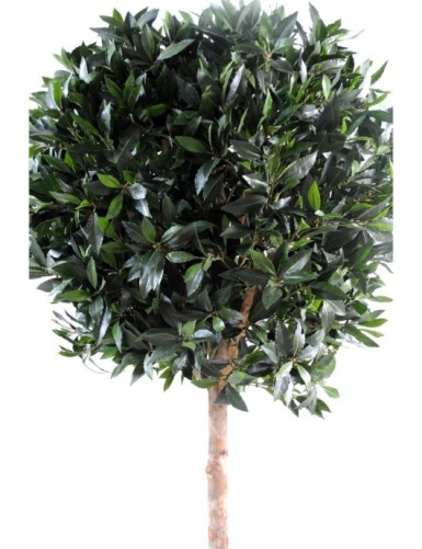 LORBEERBAUM KUGEL LUXE STAMM