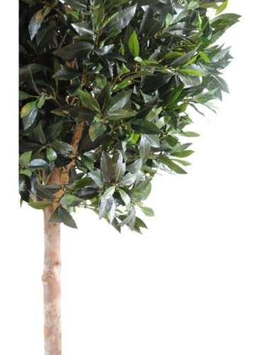 LORBEERBAUM KUGEL LUXE STAMM