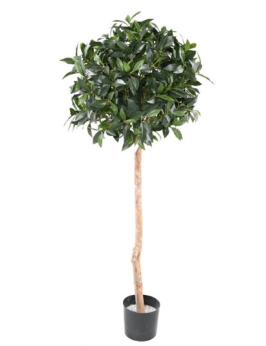 TALLO DE LAUREL ESFÉRICO