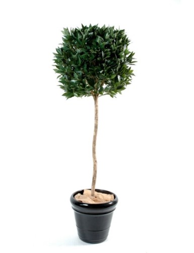 LORBEERBAUM KUGEL LUXE STAMM