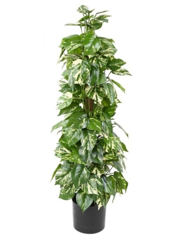 POTHOS KOKOS-RANKSTAB