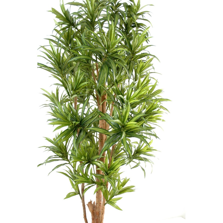 DRACHENBAUM REFLEXA