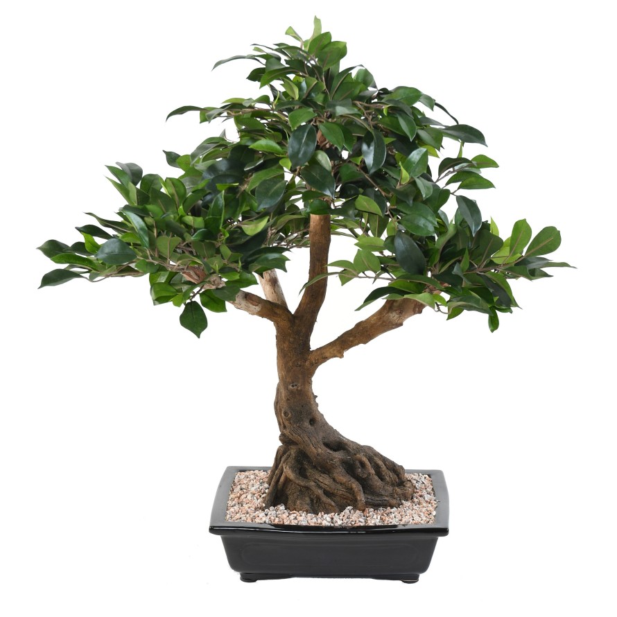 BONSAI FIKUS IN SCHALE