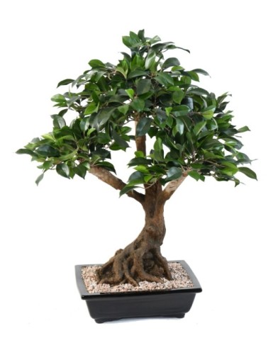 BONSAI FIKUS IN SCHALE