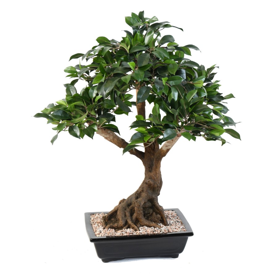 BONSÁI FICUS EN MACETA