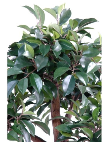 BONSÁI FICUS EN MACETA