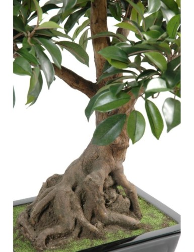 BONSÁI FICUS EN MACETA