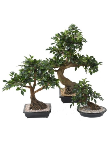 BONSAI FIKUS IN SCHALE