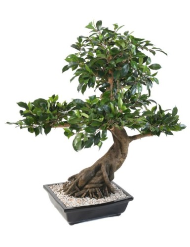 BONSÁI FICUS EN MACETA