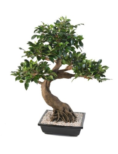 BONSÁI FICUS EN MACETA