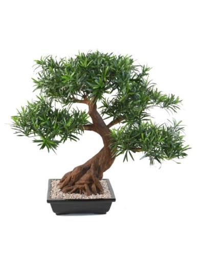 BONSAI PODOCARPUS IN SCHALE