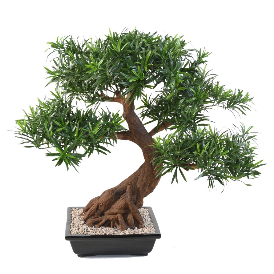 BONSAI PODOCARPUS IN SCHALE