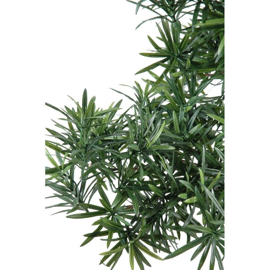 BONSÁI PODOCARPUS EN MACETA