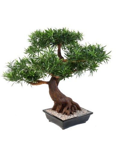 BONSÁI PODOCARPUS EN MACETA