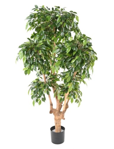 FICUS NATASJA 5 CABEZAS