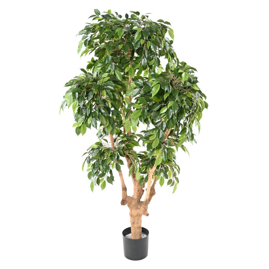 FICUS NATASJA 5 CABEZAS