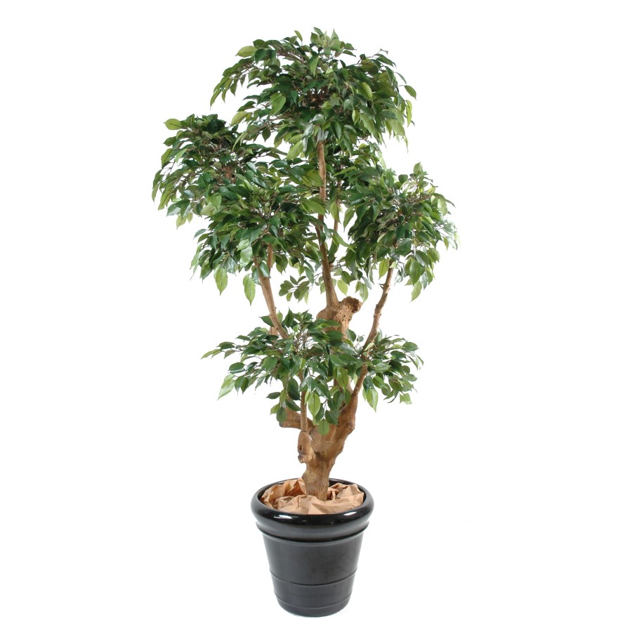 FICUS NATASJA 5 CABEZAS