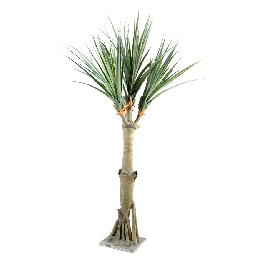 PANDANUS 4 KRONEN
