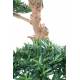 Podocarpus artificial CLOUD WIDE