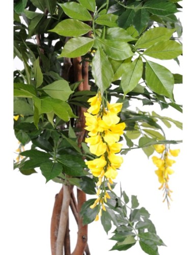 BLAUREGEN MULTI TREE