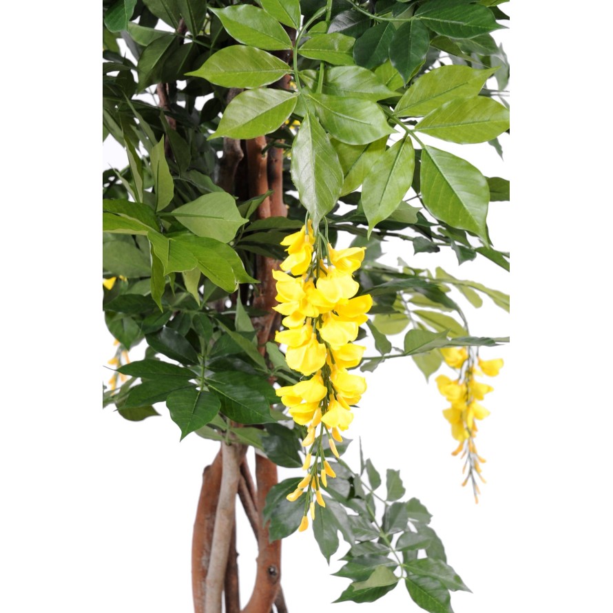 BLAUREGEN MULTI TREE