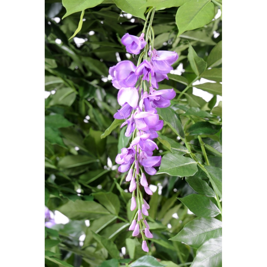 GLICINA MULTI TREE