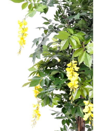 BLAUREGEN MULTI TREE