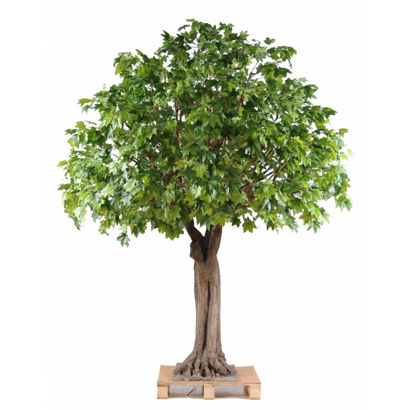 platane arbre