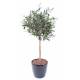 Olive tree artificial HEAD