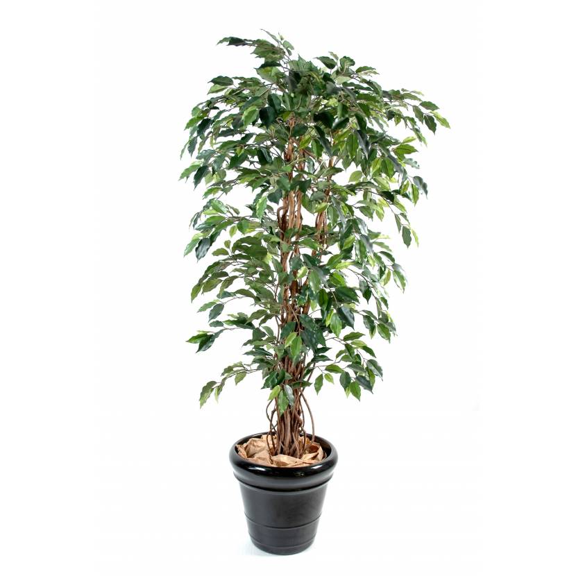 Ficus artificial LIANAS GF