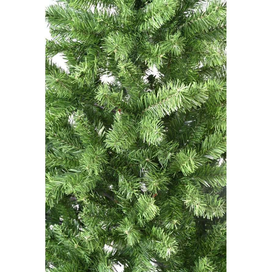 KANADISCHE TANNE (Weihnachtsbaum)