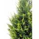 Cypres artificiel Juniperus
