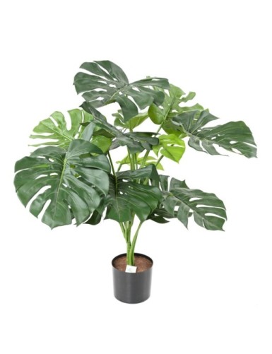 PHILODENDRON GIANT MONSTERA...