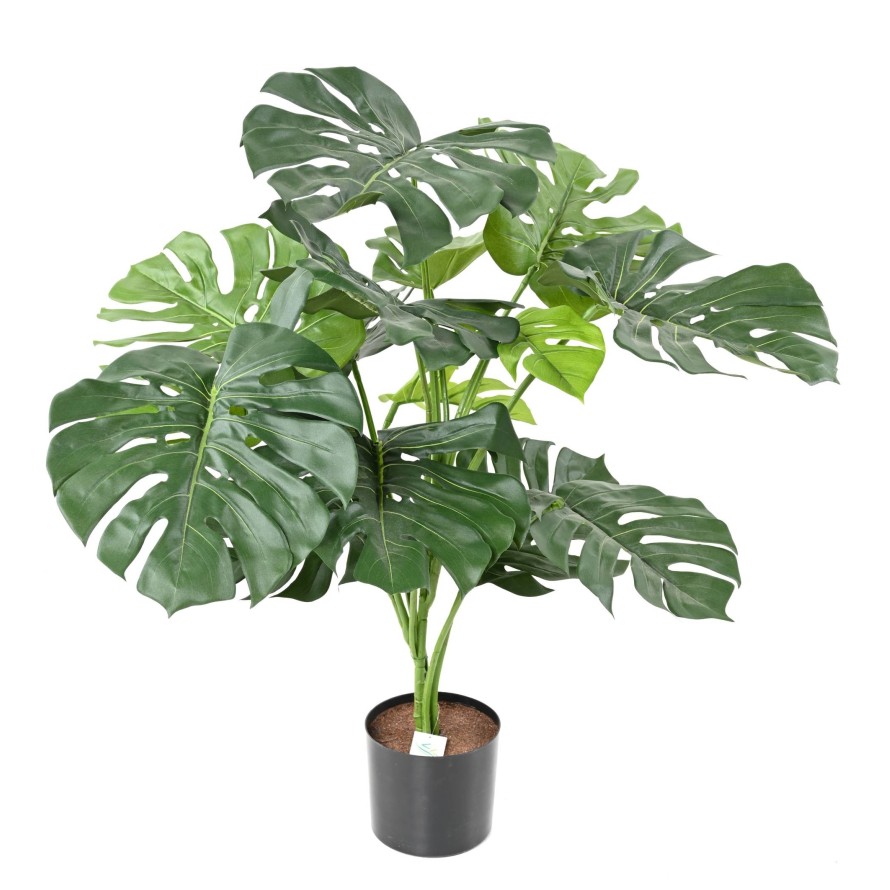 PHILODENDRON GIANT MONSTERA *15