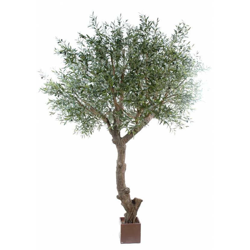 Olive tree head giant